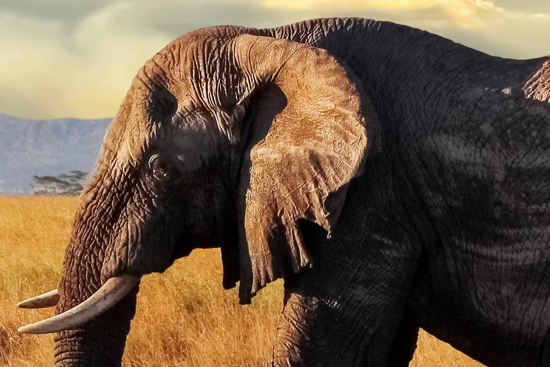 PlateART Duschrückwand Küchenrückwand Wandverkleidung Elefant Savanne