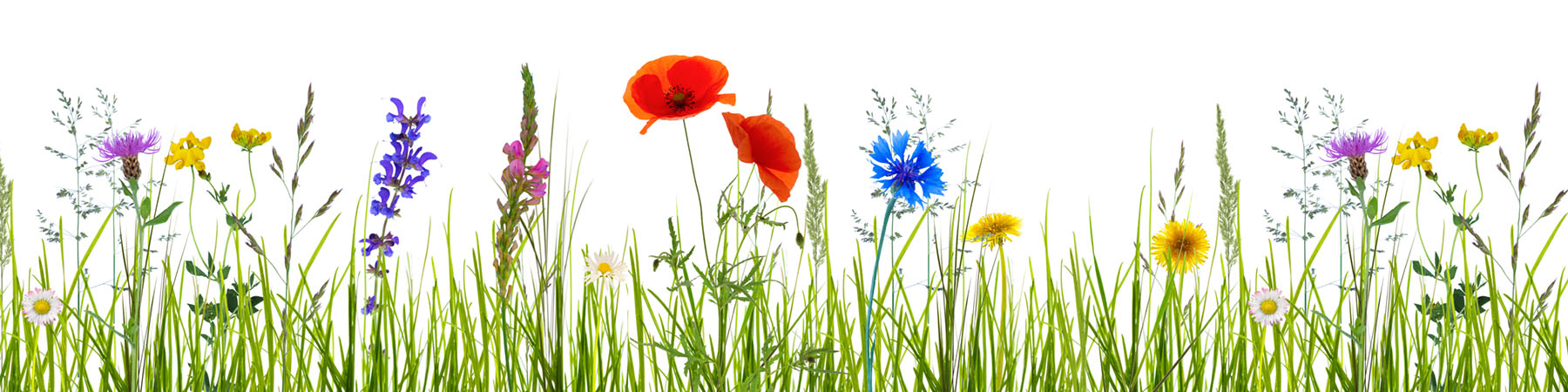 PlateART Küchenrückwand Blumenwiese