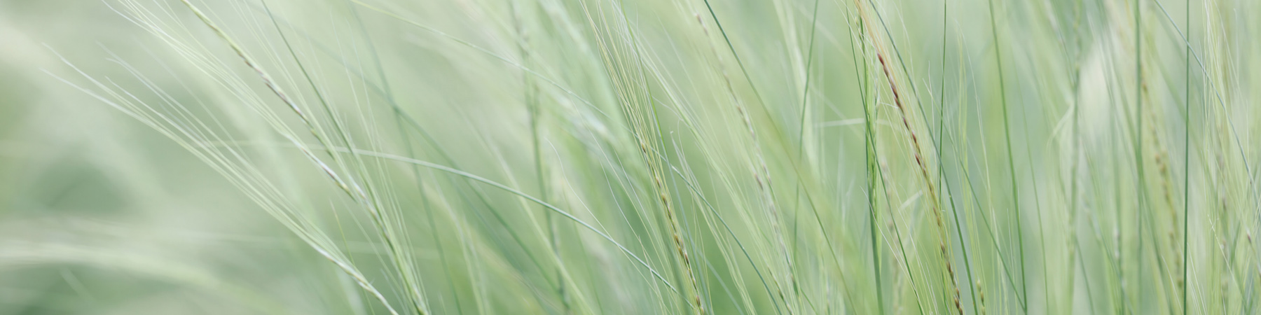 PlateART Duschrückwand Küchenrückwand Wandverkleidung sanfte grüne Gräser