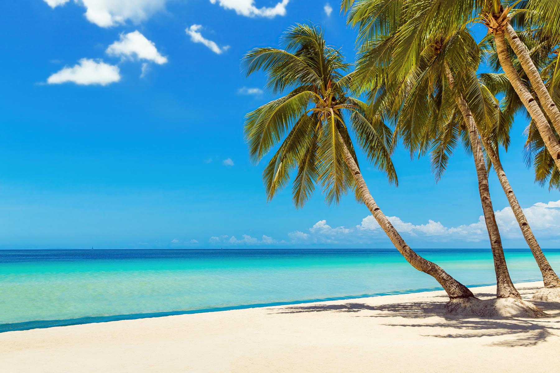 PlateART Duschrückwand Küchenrückwand Wandverkleidung Karibik Strand Meer Palmen