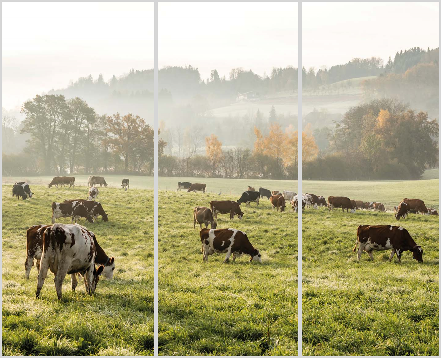 Konfigurator-Bild für ID 2222445